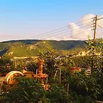 Vassilis